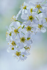 White flowers of bird cherry on a background of blue sky closeup.