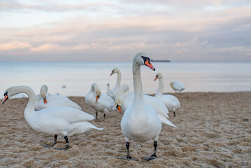 swan on the lake