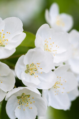 White flowers apple trees on a spring day closeup.