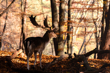 deer in the forest