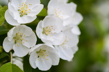 Fototapeta premium White flowers of apple trees closeup on a blurred green background.