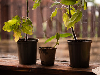 Tomato plants growing in greenhouse window 