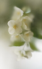 A branch of fragrant garden flowers in a soft blur filter. Abstract floral background