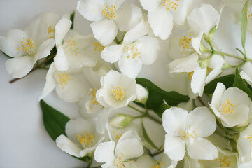 Closeup of fresh white flowers. Top view of Philadelphus flowers. Floral background