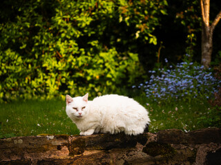 White pet cat snoozes in English flower garden with colorful tulips and flowers 