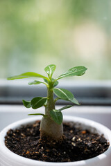 Young shoot desert rose or adenium flower in pot on windowsill. Adenium obesum plant in pot on window sill.