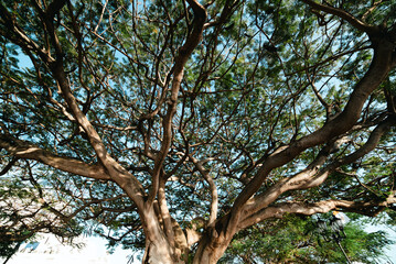 tree in the park