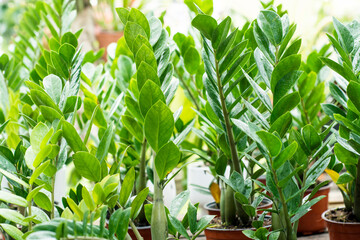 detalle de varias palntas Zamioculcas zamiifolia, de hojas verdes en jardinera.