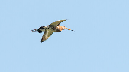 heron flying