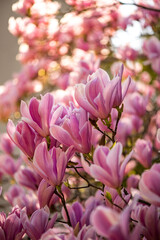 pink and white magnolia flowers