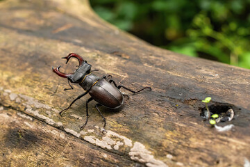 European wild beetle - the European stag beetle or the greater stag beetle, Latin Lucanus cervus - a male with large mandibles, in the middle of a spring green forest on a fallen tree trunk
