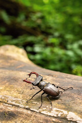 European wild beetle - the European stag beetle or the greater stag beetle, Latin Lucanus cervus - a male with large mandibles, in the middle of a spring green forest on a fallen tree trunk
