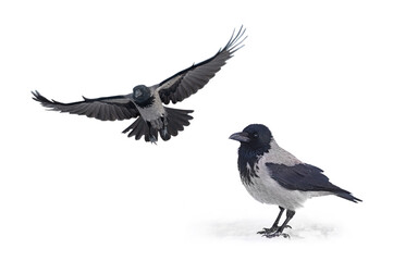 gray crow isolated on white background