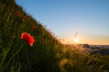 poppy field in the morning