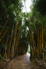 path in the bamboo forest