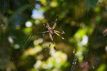 spider on web