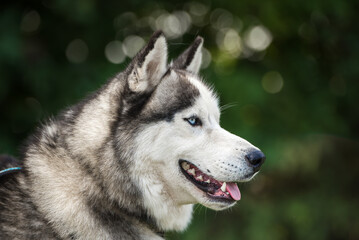 siberian husky portrait