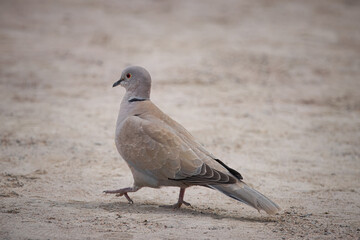 Eurasian collared dove walks on the ground perpendicular to the camera lens on a cloudy spring day. Close-up portrait of a Eurasian collared dove with a grey background.