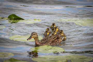 A female mallard with its ducklings swims in the lake toward the camera lens on a sunny spring day.	