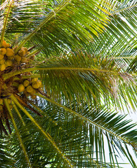 Photograph of a king coconut tree top with coconuts and branches. Vertical photo