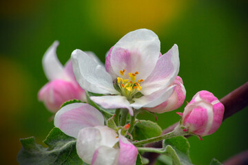 apple blossom tree branch in an orchard pink flower