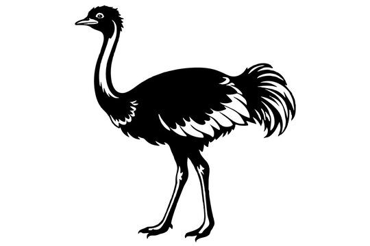 recommend clip art: ostrich vector silhouette illustration