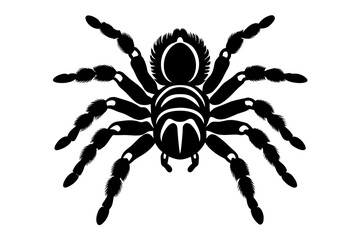  tarantula vector silhouette illustration