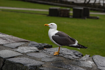 seagull on a post