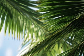 Lush green palm fronds spread beautifully under a clear, sunny sky