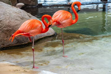 Two flamingos standing on one leg by the water