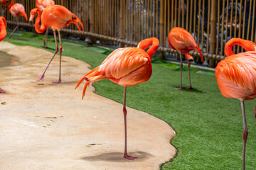 Flamingos standing and preening in a zoo enclosure