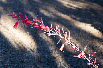 Closeup of Red Yucca tiny flower, Hesperaloe parviflora, arching above desert grounds; shallow...