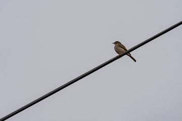 pájaro canario