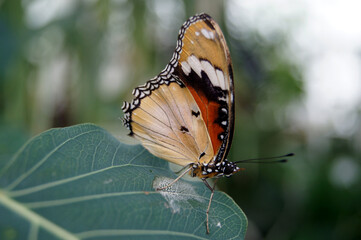 Schmetterling sitzt auf einem Blatt