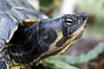 Schildkröte streckt Kopf heraus