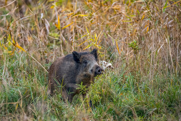 wild boar in the wild