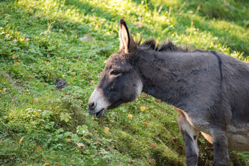 donkey in field