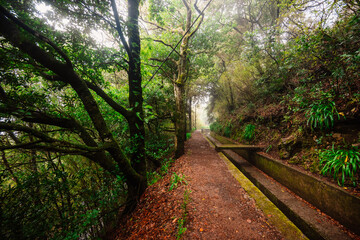 Magical misty green forest with waterfalls in Levada do Norte, Madeira island, Portugal. PR17...