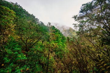 Magical misty green forest with waterfalls in Levada do Norte, Madeira island, Portugal. PR17 Pinaculo e Folhadal