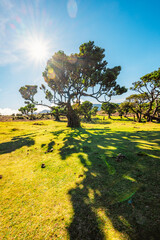Fanal Forest. Beautiful sunny forest in Fanal.  Old laurel tree in laurel tree forest in madeira in...