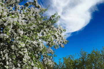 Blooming fruit tree against the sky.