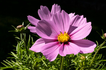 Obraz premium Pink Cosmo Flowers Against Black Background