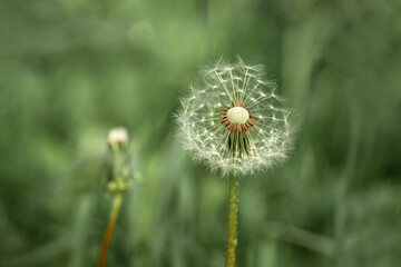 A dandelion with a white fluffy ball with villi on a flower bed in a park close-up. Taraxacum officinale on a green background