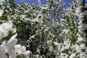 Photo of a white blossoming apple tree against the sky.