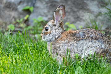Fototapeta premium Closeup of a Cute Cottontail Rabbit in a Backyard Garden