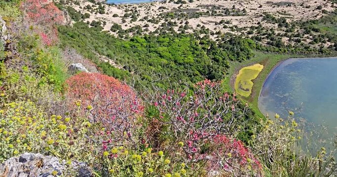 Voidokilia beach and Gialova Lagoon landscape with colorful flowers and green vegetation, view from the Old Navarino Fortress (Palaiokastro), Greece.