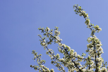 Blooming fruit tree against the sky.