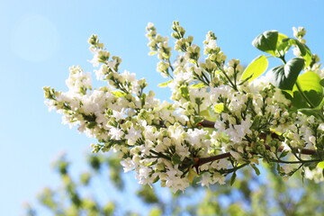 Blooming apple tree branch close up.