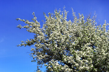 Photo of a white blossoming apple tree against the sky.