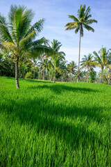 Obraz premium Vibrant Green Rice Field Under Clear Sky in Lombok, Indonesia